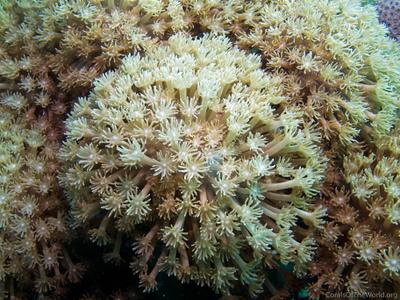 CotW: Goniopora eclipsensis