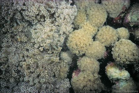 CotW: Goniopora eclipsensis