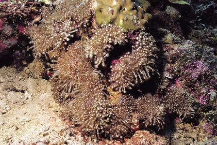 CotW preview: Goniopora fruticosa