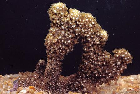 CotW: Goniopora fruticosa