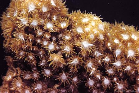 CotW: Goniopora fruticosa