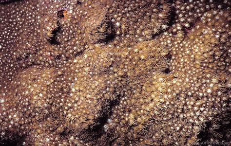 CotW: Goniopora fruticosa
