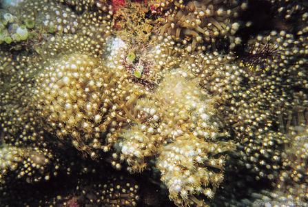 CotW: Goniopora fruticosa