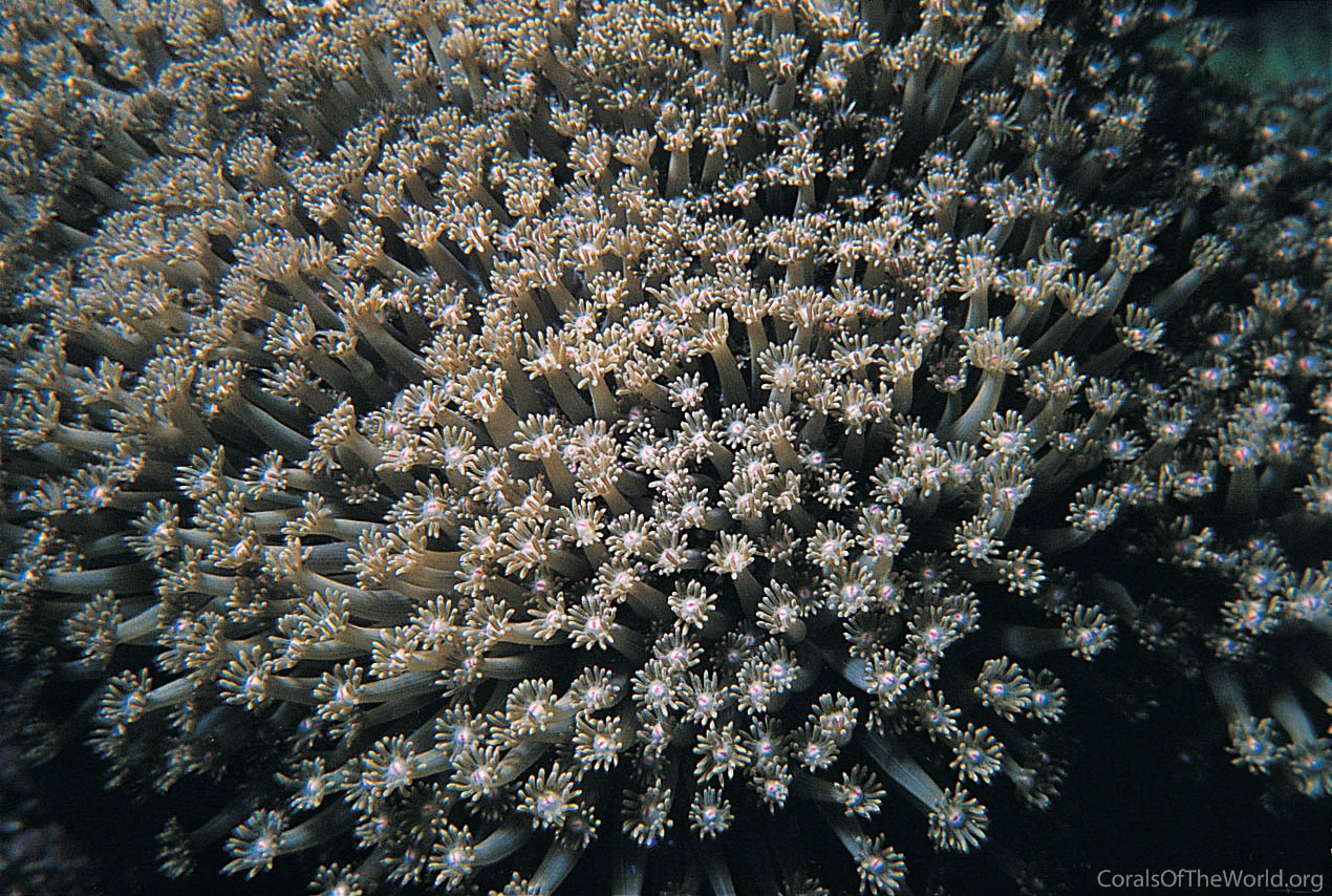 Goniopora lobata