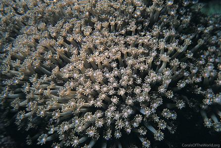 CotW preview: Goniopora lobata