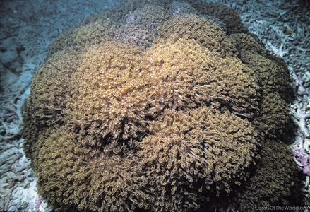 CotW: Goniopora lobata