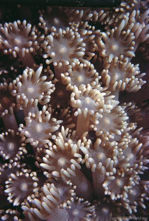CotW: Goniopora lobata