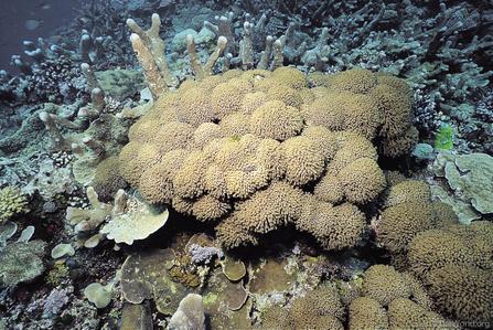 CotW: Goniopora lobata