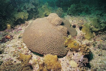 CotW: Goniopora lobata