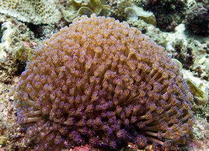 CotW: Goniopora minor