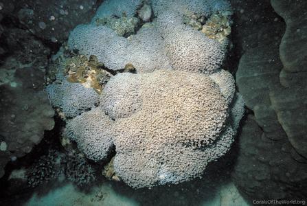 CotW: Goniopora minor