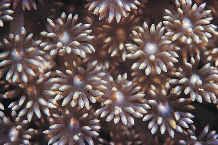 CotW: Goniopora minor