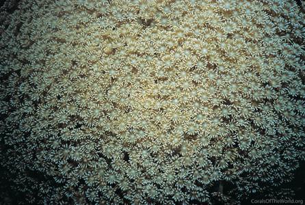 CotW: Goniopora minor