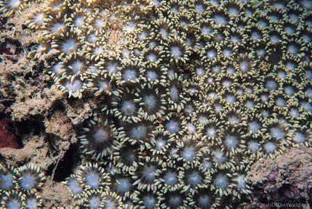 CotW: Goniopora minor
