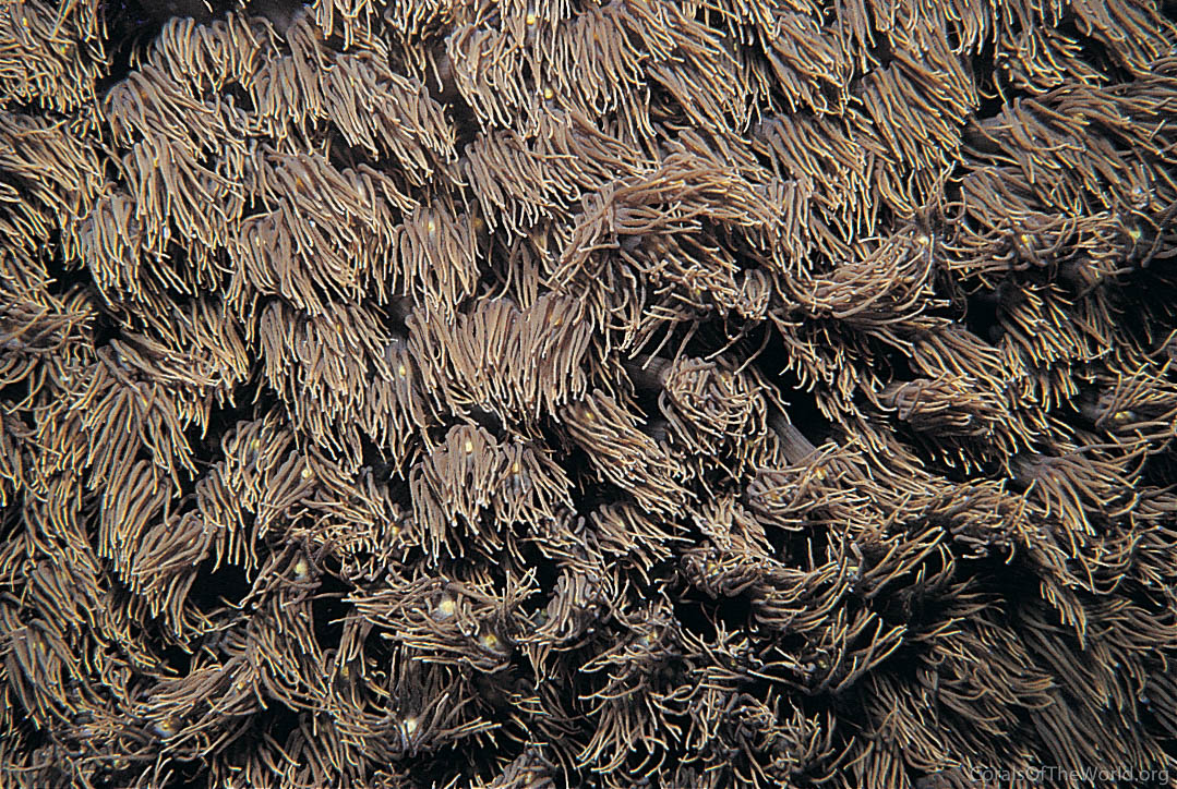 Goniopora norfolkensis