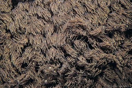 CotW: Goniopora norfolkensis