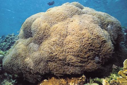 CotW: Goniopora norfolkensis