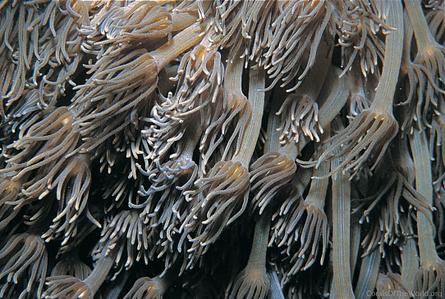 CotW: Goniopora norfolkensis