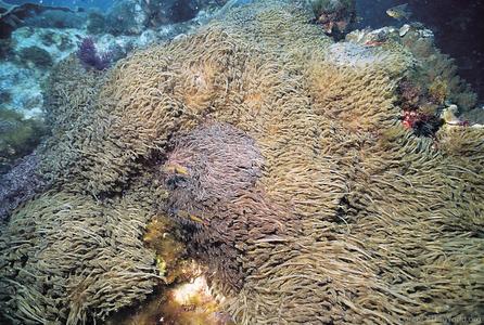 CotW: Goniopora norfolkensis