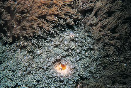 CotW: Goniopora norfolkensis
