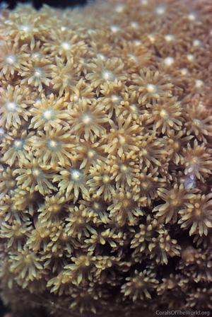 CotW: Goniopora palmensis