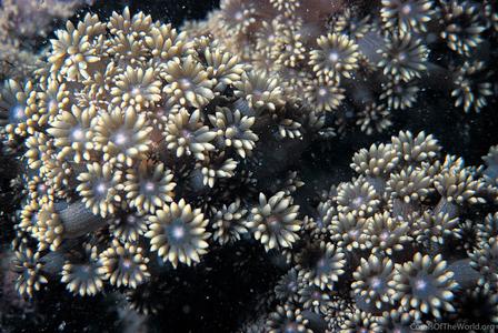 CotW: Goniopora palmensis