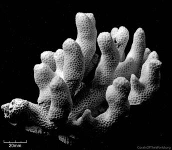 CotW: Goniopora palmensis