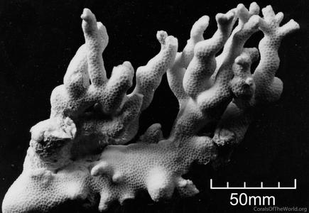 CotW: Goniopora palmensis