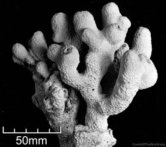 CotW: Goniopora palmensis
