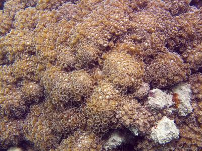 CotW: Goniopora pandoraensis