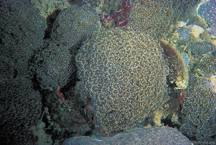 CotW: Goniopora pandoraensis