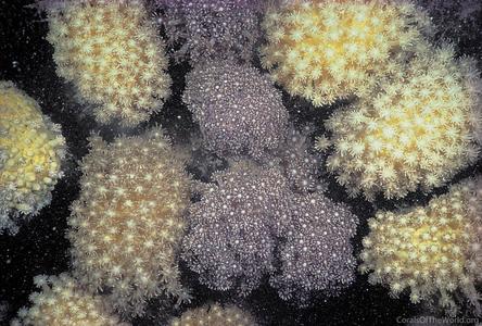 CotW: Goniopora pandoraensis