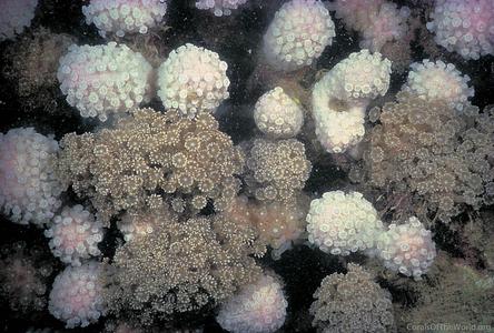 CotW: Goniopora pandoraensis