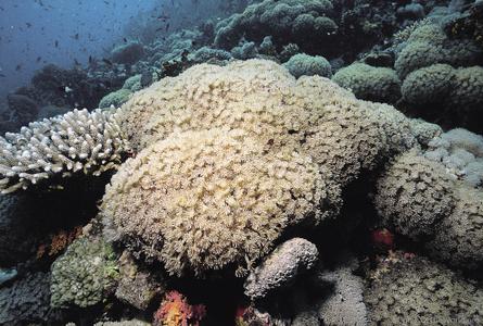 CotW preview: Goniopora pearsoni