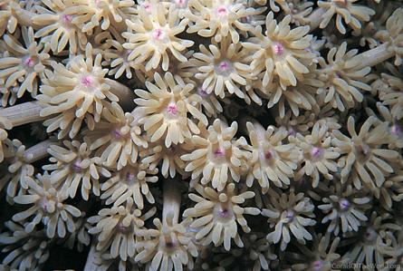 CotW: Goniopora pearsoni