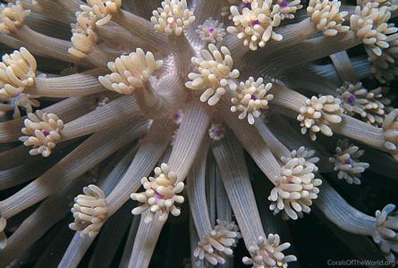 CotW: Goniopora pearsoni