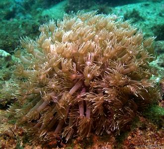 CotW preview: Goniopora pendulus