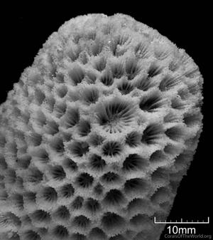 CotW: Goniopora pendulus