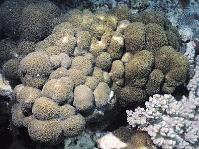 CotW: Goniopora planulata