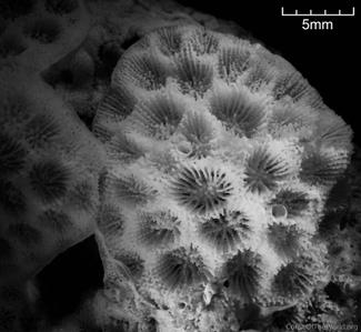CotW preview: Goniopora polyformis