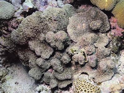 CotW: Goniopora polyformis