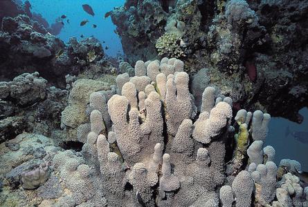 CotW preview: Goniopora savignyi