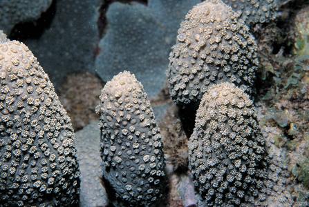 CotW: Goniopora savignyi