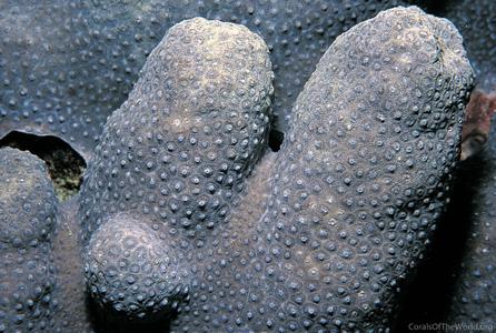 CotW: Goniopora savignyi