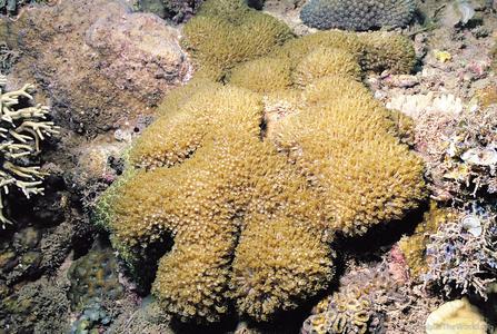 CotW: Goniopora somaliensis