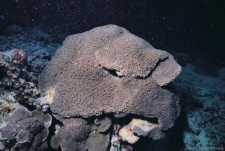 CotW: Goniopora somaliensis