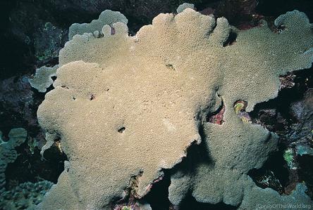 CotW: Goniopora somaliensis