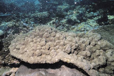 CotW: Goniopora somaliensis