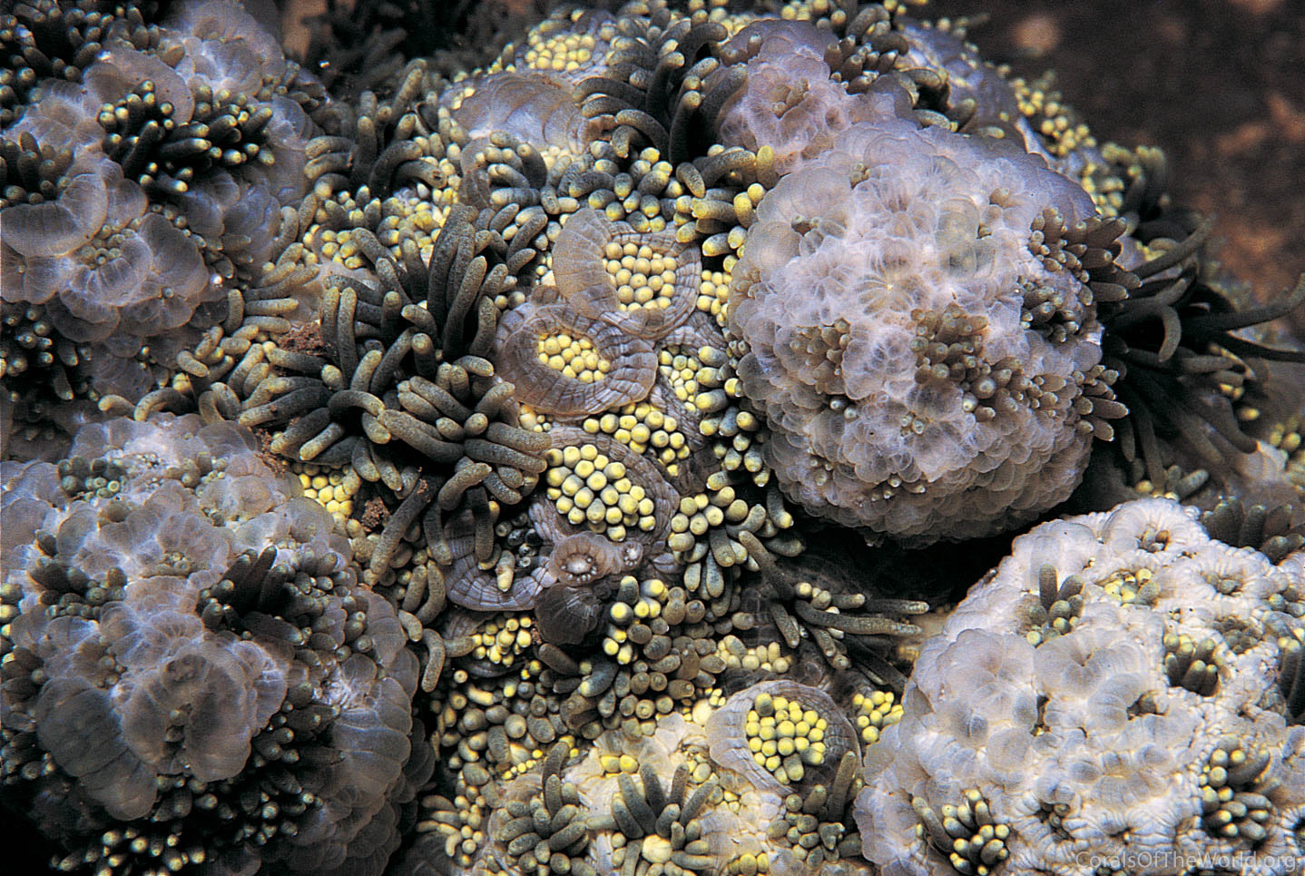 Goniopora stokesi