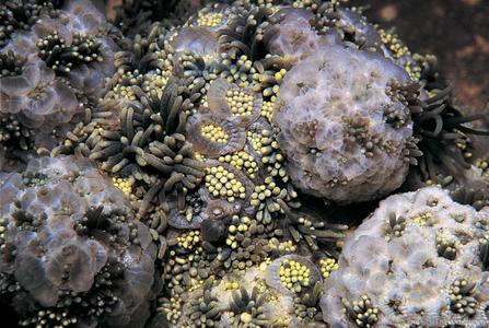 CotW preview: Goniopora stokesi